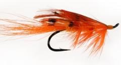 GENERAL PRACTITIONER