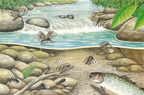 Cycle de vie des insectes de l'ordre des tricoptères