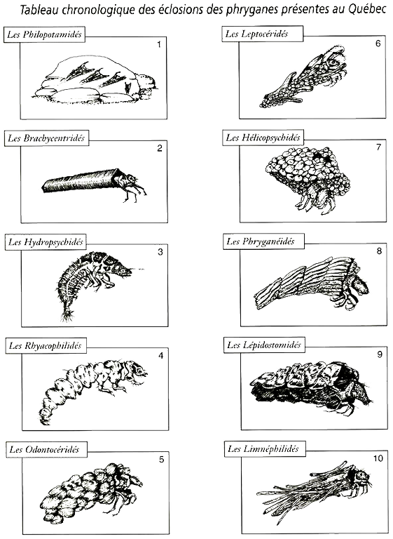 Tableau chronologique des éclosions de phryganes présentes au Québec