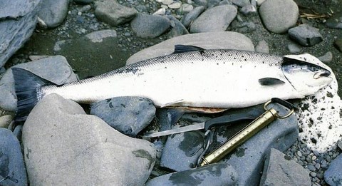 Saumon de l'Atlantique