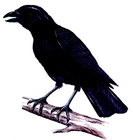La Corneille d'Amérique