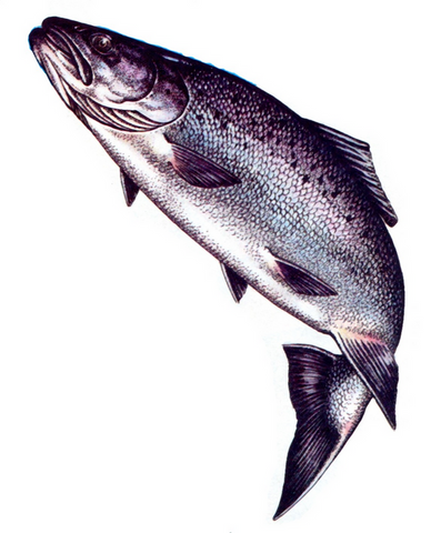 Le Saumon de l'Atlantique