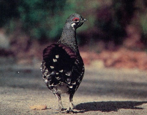 Le Tétras des Savanes