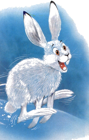 Habitudes du lièvre