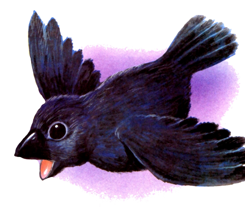 Quand le Ramage se Rapporte au Plumage