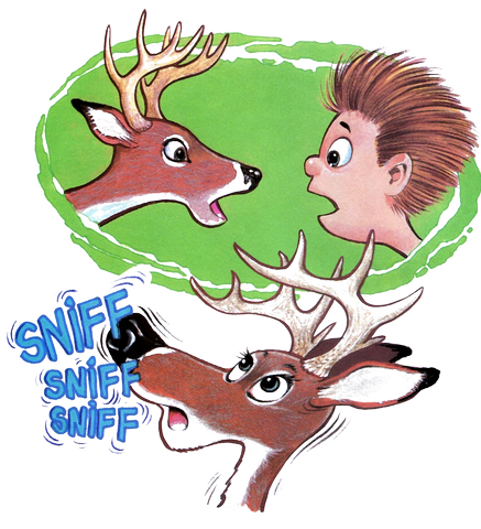 Face à face avec le chevreuil