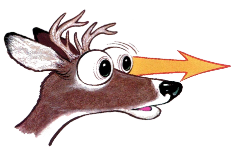 Face à face avec le chevreuil