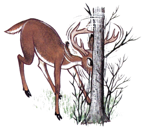 Face à face avec le chevreuil