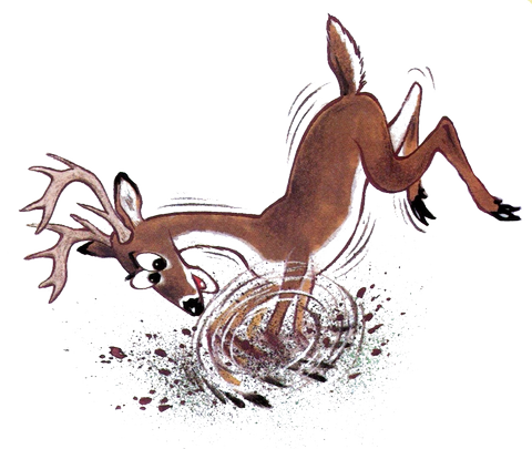 Face à face avec le chevreuil