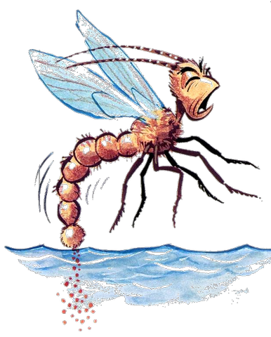 Les Insectes Aquatiques