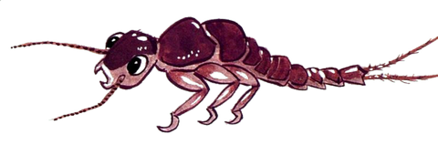 Les Insectes Aquatiques