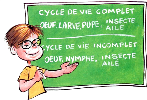 Les Insectes Aquatiques