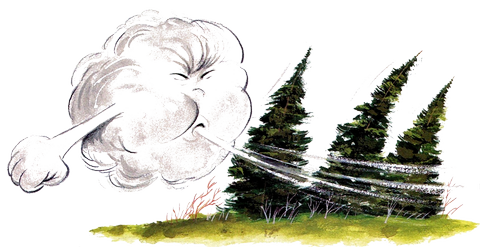 Des Oiseaux à la Maison