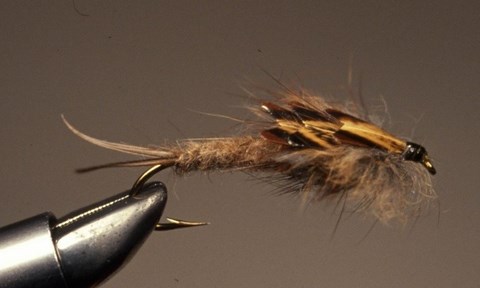 « The Brown Stonefly » de l’auteur.