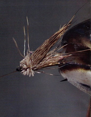 CADDIS-MUDDLER, LA PASSE-PARTOUT