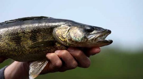 Pourquoi pas le Doré