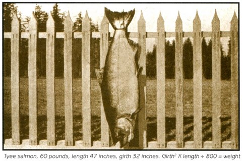 Histoire de la Grande-Cascapedia, saumon de 60 lbs