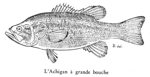 l'Achigan a grande bouche