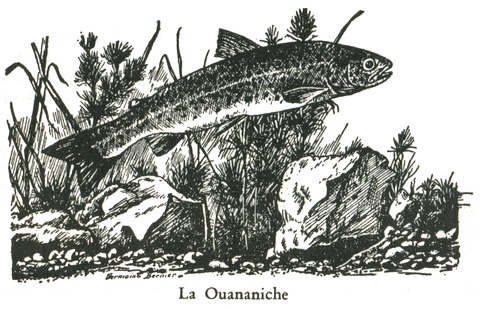 la ouananiche