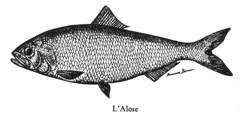 l'Alose