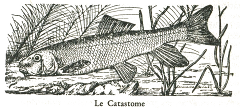 Le Catostome