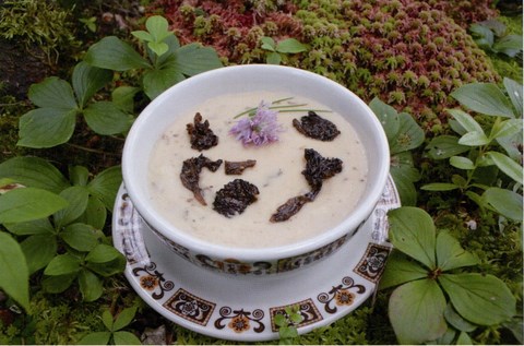 Potage forestier aux morilles