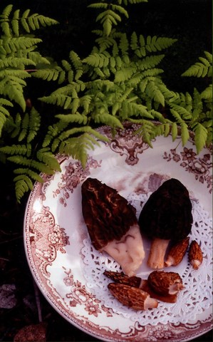 Potage forestier aux morilles