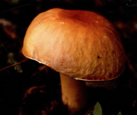 Bolet commun (Boletus aff. Edulis)