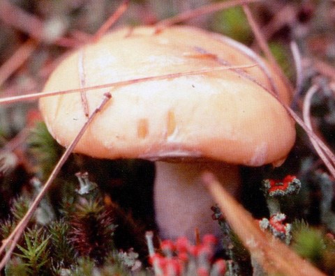 ​BOLET JAUNE DES PINS (SUIFFUS GRANULATUS)