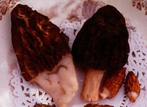 ​MORILLES