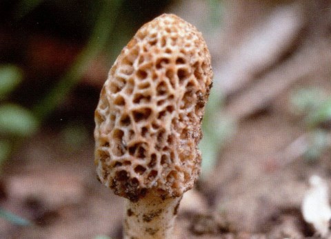 Morille blonde (Morchella esculanta)