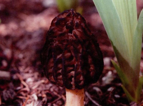 Morille noire (Morchella elata)