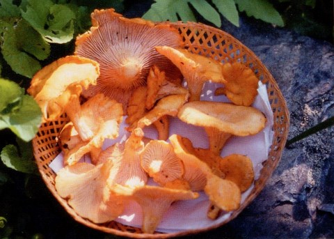 CHANTERELLES