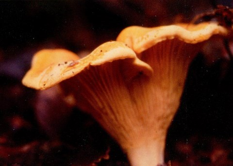 ​CHANTERELLE COMMUNE (CHANTHARELLUS CIBARIUS)