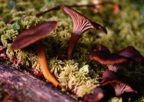 ​CHANTERELLE EN TUBE (CRATERELLUS TUBAEFORMIS)