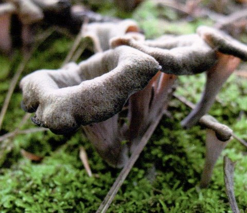 Chanterelle fausse corne d'abondance (Craterellus fallax)