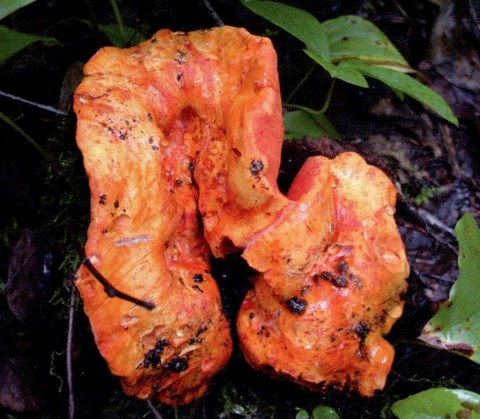 Dermatose des russules ou champignon homard (hypomyces Lactilluorum)