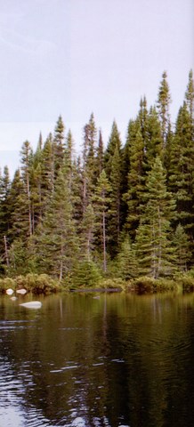 Champignons au beurre