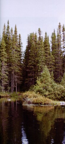 Champignons à la coriandre