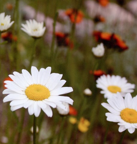 Omelette aux bolets jaunes des pins