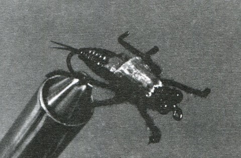 La NYMPHE DE LIBELLULE