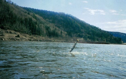 La pêche du saumon au printemps au Québec