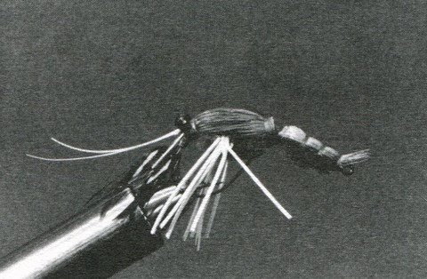 L’ÉCREVISSE