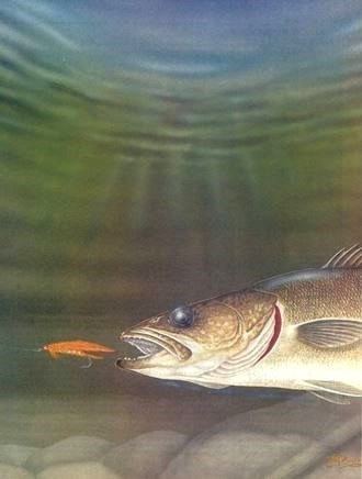 Le Doré prend aussi la mouche