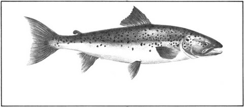 La Ouananiche du lac Saint-Jean a échappé à l'extinction!