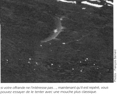 Pêcher le Saumon avec des Streamers