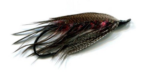 PURPLE KING VARIANT