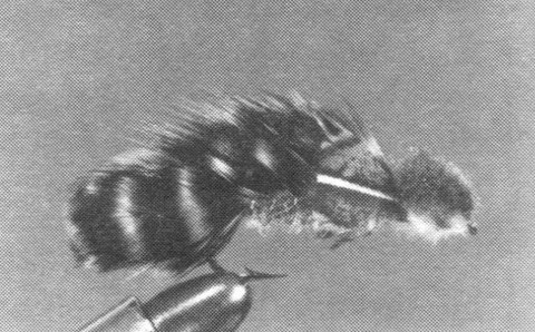 SAUBACKI (version Matuka)