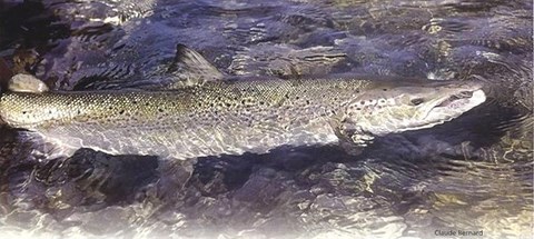 Votre position pour pêcher