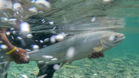 Le saumon et les conditions de pêche